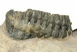 Short-Fork Walliserops Hammi Trilobite - Foum Zguid, Morocco #276169-9